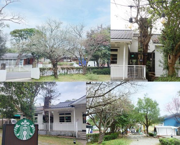 美軍眷舍改建的星巴克,木棧平台旁的古老磚牆爬滿老樹蔓,證明了 1950 至今的歷史