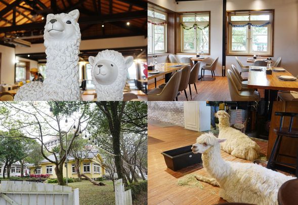 幸運的話,還有機會遇到在美軍宿舍園區的羊駝