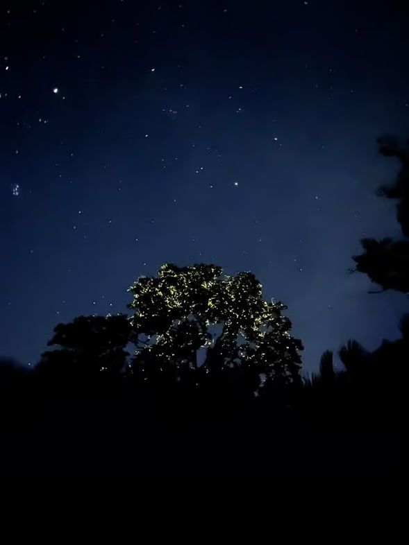Stop at 3 different Mangrove Trees for Firefly Watching