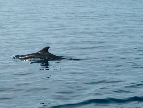 🐬 海豚追蹤、海龜共游
一早乘船出海,追尋海面躍動的野生海豚身影。
與海豚相遇|清晨出海,追尋海面躍動的野生海豚