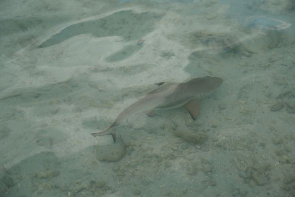 有機會在淺灘處看到Baby 小鯊魚