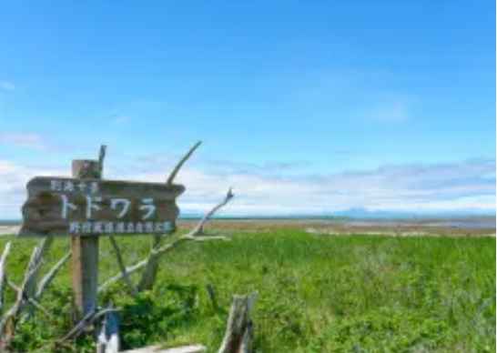 野付半島/ ナラワラ・トドワラ (90分)
ナラワラとは、原始林オンニクル、ポンニクルも周囲から枯れてきていて、特に道路に面した枯れ木の多いところをトドワラに合わせてナラワラと呼んでいます。ここはミズナラ・ダケカンバ・ナナカマド・エゾイタヤなどが生えていて、特にミズナラが優占しています。
トドワラは、野付半島内には江戸時代の中頃まで、トドマツ・エゾマツ・ハンノキ・カシワなどの樹種から成る原生林がありました。しかし年々半島周辺が地盤沈下し、それに伴い海水が浸入、立ち枯れの森となりました。その枯れ木群も更に進む地盤沈下や風化によって少なくなっています。 トドワラとはトドマツの原っぱからきた地名で、荒涼とした景観になっています。