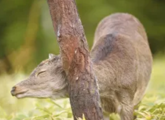 ~道中では野生動物に出会えることも~
エゾシカ、キツネ、オオワシなど、野生に生活する動物たちを車内から見ることができることも。確約はできませんが、雄大な北海道の地の大自然を感じることができます