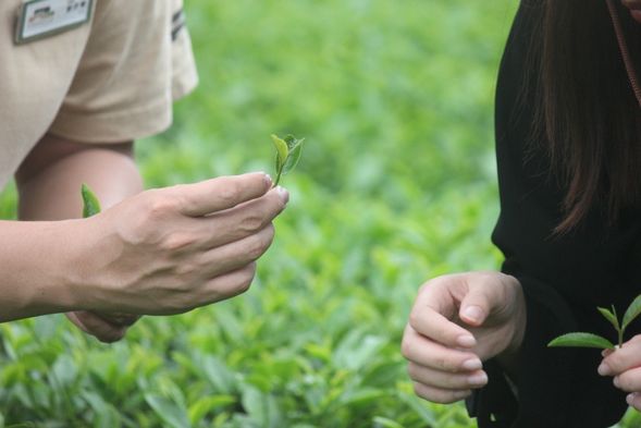 10:30-11:00 至售票亭報到,並參加茶園巡禮