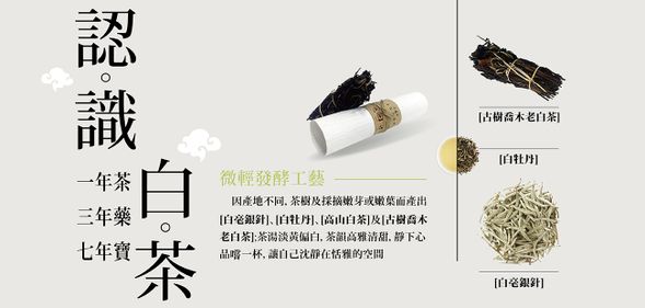 認識白茶