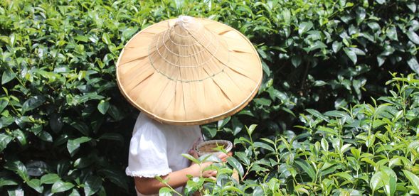 最熱門的採茶體驗是大朋友小朋友的最愛! 欲參加採茶體驗需額外報名喔!