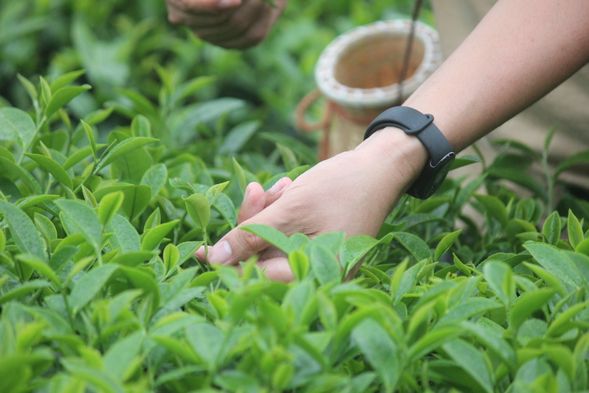 體驗雨林茶園,親手採摘一心二葉