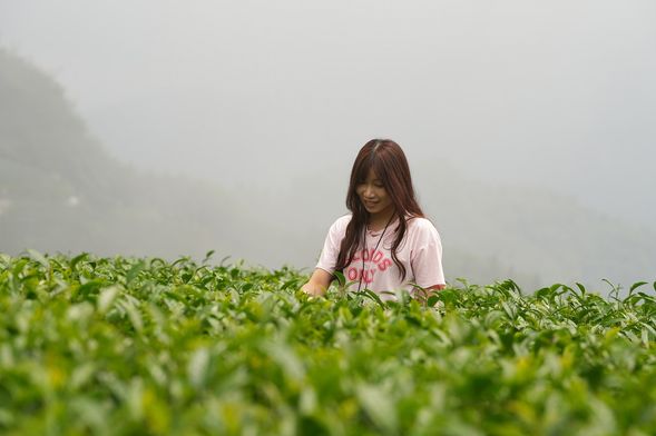 隙頂二延平步道觀雲平台(看雲海)
站在隙頂二延平步道的觀雲平台,眼前是一片浩瀚的雲海,層層堆疊,如波濤洶湧,又似柔軟絲絨,輕輕覆蓋山谷與樹梢。天空與雲霧交織,時而透出淡淡晨光,時而滲入微微暮色,讓人心神沉浸,如夢似幻。
微風拂過,雲層緩慢流動,彷彿大地在深呼吸,讓人忍不住屏息靜看,生怕錯過這短暫而動人的畫面。四周寧靜,只剩下風的呢喃與偶爾傳來的鳥鳴,心也隨著這片雲海漂流,忘卻所有煩憂,只留下純粹的感動