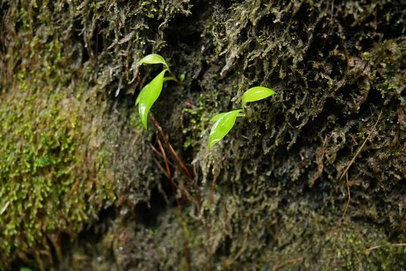 走進台灣一葉蘭自然保留區,濕潤的森林氣息迎面而來,微光透過樹梢,灑落在翠綠的葉片上。靜靜觀察,這片土地孕育著珍稀的一葉蘭,它們優雅地綻放,彷彿在低語著原始森林的故事。這裡的美,屬於大自然的恩賜,只能用眼睛細細品味,遠遠欣賞,而非伸手觸碰。尊重這片生態,才能讓它持續繁盛,繼續演繹這場綠意盎然的生命之舞。