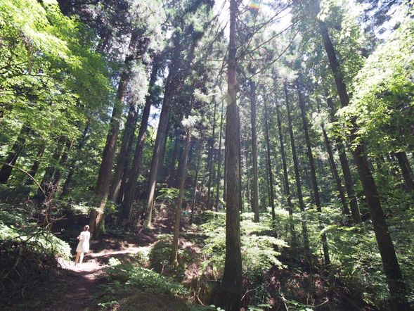 11:15 AM | Part 2: The Women’s Pilgrimage Route (Forest Walk) We transition to the historic perimeter trail. Breathe in the mountain air as we walk through towering ancient cedars on this sacred path.