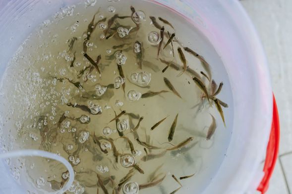 活動|魚與鷹生態遊程-熊良心有限公司