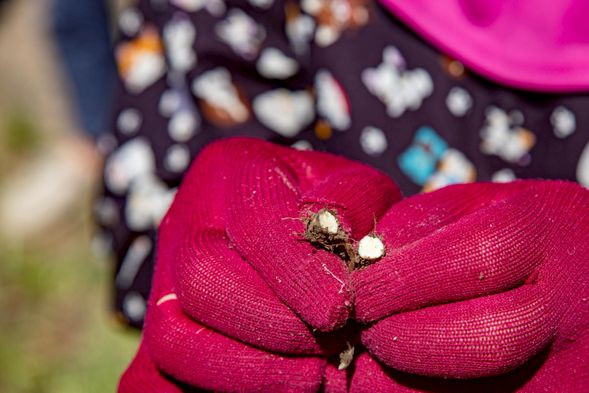 體驗|Ina 野菜秘密基地尋菜