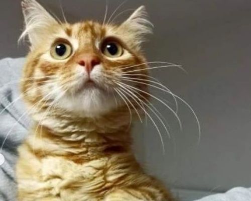 1).確認課程或訂製產品後,需預先提供您的愛寵清楚的造型圖像電子檔一張