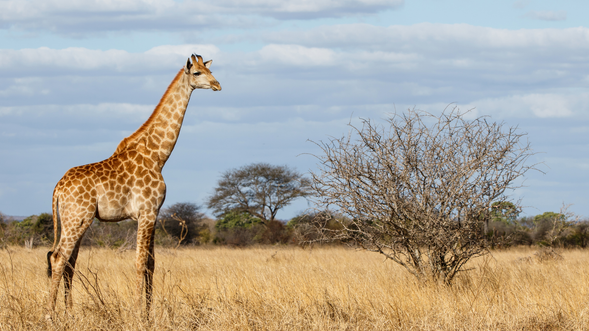 克魯格國家公園