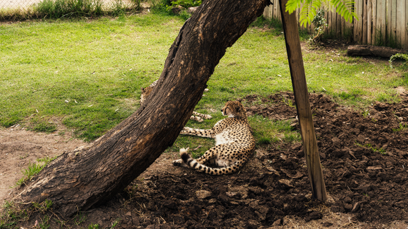Cango野生動物保物區