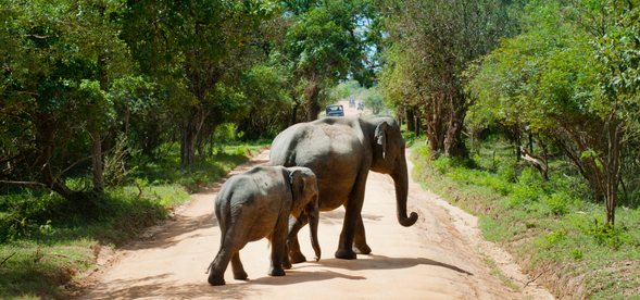 Addo 大象國家公園