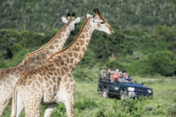 私人野生動物獵遊園區