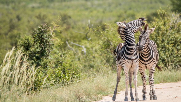 克魯格國家公園