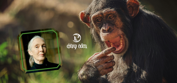 《珍古德》黑猩猩伊甸園