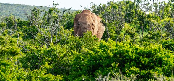 阿多國家公園Safari