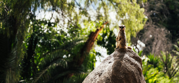 Cango野生動物保物區