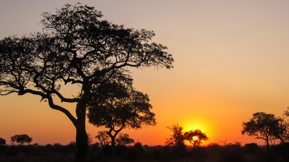克魯格國家公園