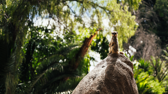 Cango野生動物保物區
