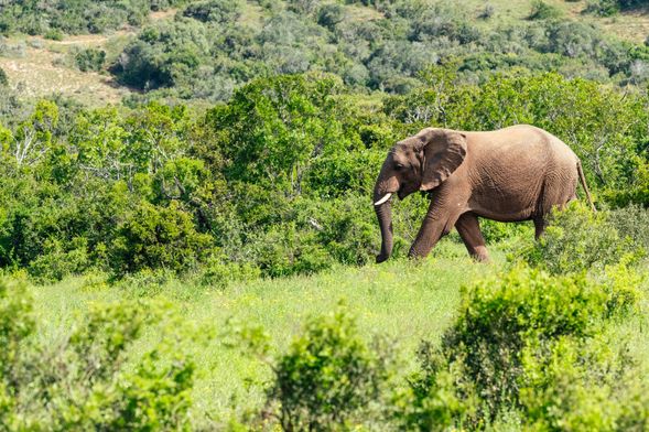 Addo 大象國家公園