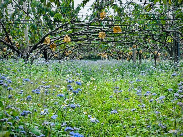 09:30-10:30 好時果子釋迦園體驗
釋迦手作鑰匙圈DIY體驗:集合→水果介紹→上色上漆→吊飾裝飾→清涼飲品/試吃 ( 如遇店家公休,將以曲禾酒莊梅子醋體驗替代)