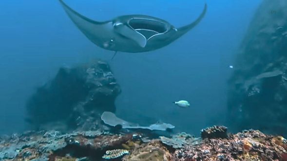 Manta Point - Snorkeling to see Manta