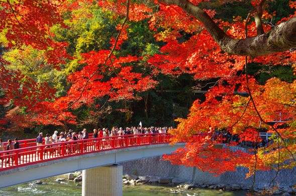 Korankei Gorge
(Be amazed by 4,000 maple trees in full autumn color / approx. 90 mins)