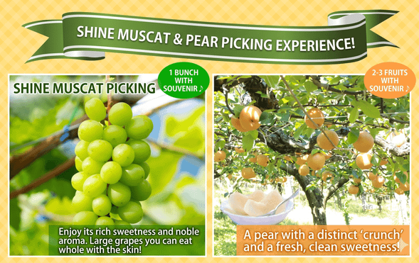 Fruitrie (Shine Muscat grapes & pear picking/approx. 60 minutes)