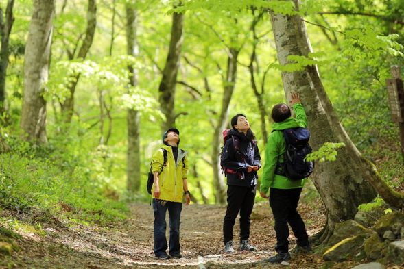 Mount Daisen Beech Forest Walk