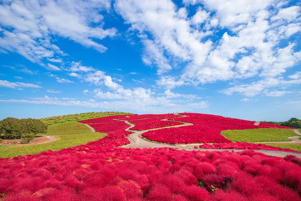 Hitachi Seaside Park (free time, about 2 hours) - entry ticket included!