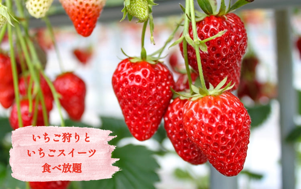 Yoshii Farm
(All-you-can-eat strawberry picking for 20 minutes / approx. 20 minutes)