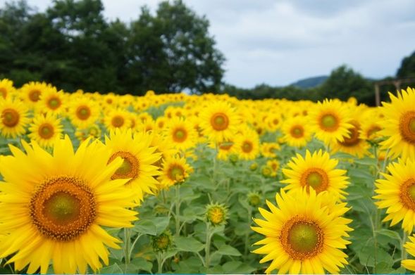 Okayama Forest Park German Forest
(Free time to explore the theme park surrounded by greenery, inspired by a German rural village! Enjoy sunflower viewing! / approx. 50 minutes)