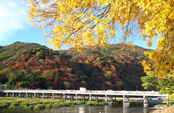 Arashiyama
(Stroll around the beautifully colored Togetsukyo Bridge! During your free time, you can also enjoy viewing famous autumn foliage spots such as Tenryuji Temple / Approx. 90 minutes)
*Admission fees are charged separately.