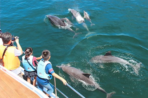 Dolphin Watching (60min)