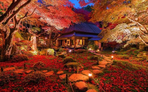 Kyorinbo Temple (Approx. 40 min)
Experience the exclusive autumn night illumination of the temple's famous garden, where 300 maple trees glow beautifully against a backdrop of bamboo forest.