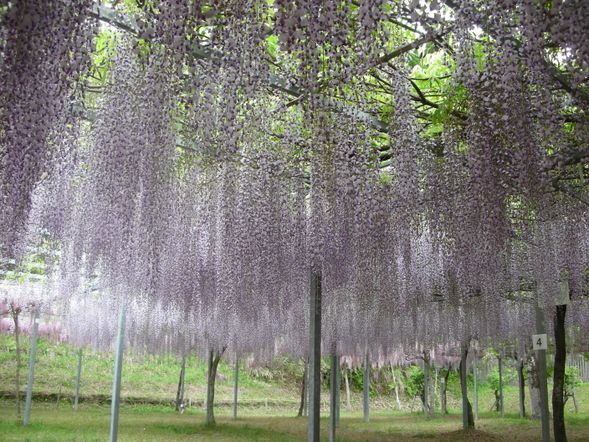 The wisteria season is from mid-April to early May.