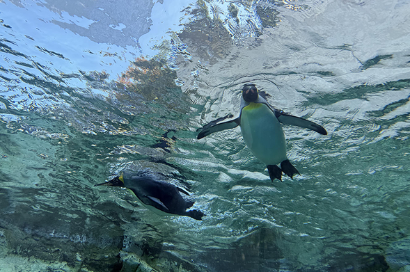 Asahiyama Zoo exploration