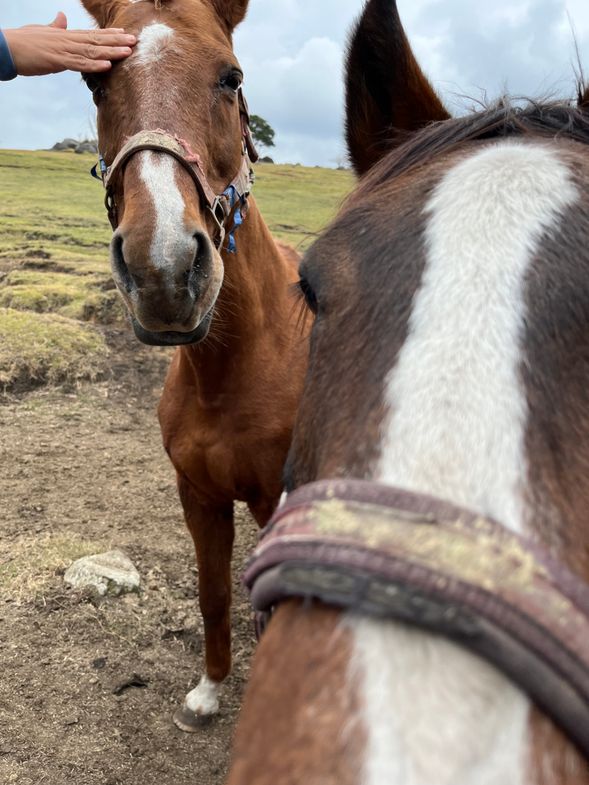 Horses are this close!