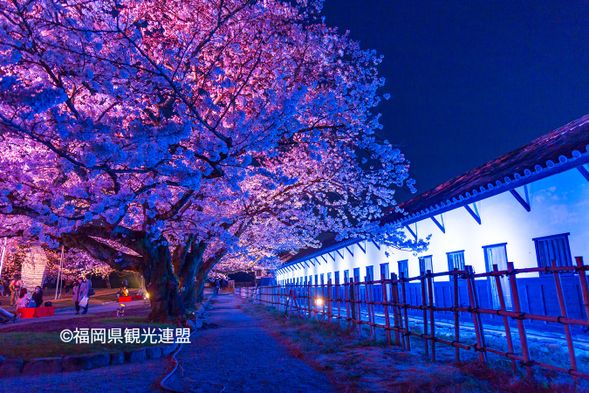 18:00 Maizuru Park Night Sakura (60min)