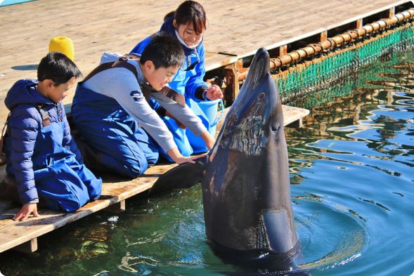 Amakusa Pearl Garden & Aquarium Sea Donut