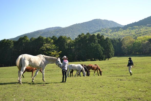 Meeting and interacting with horses along the way