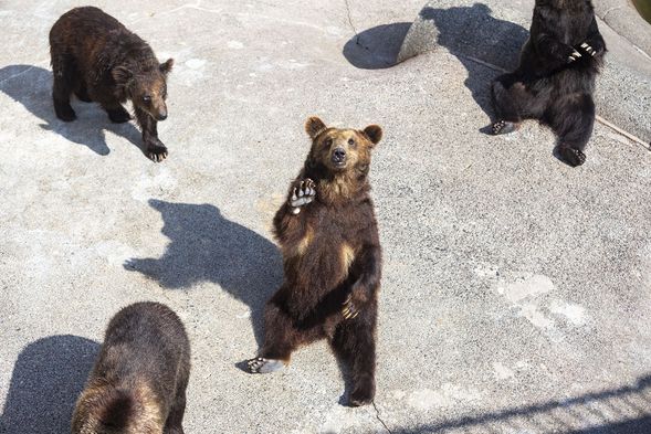 Showa-shinzan Bear Ranch (Optional)