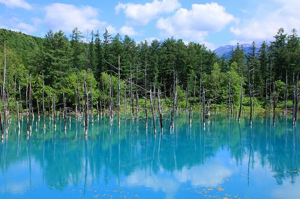 Blue Pond / Biei (About 25 min stay)