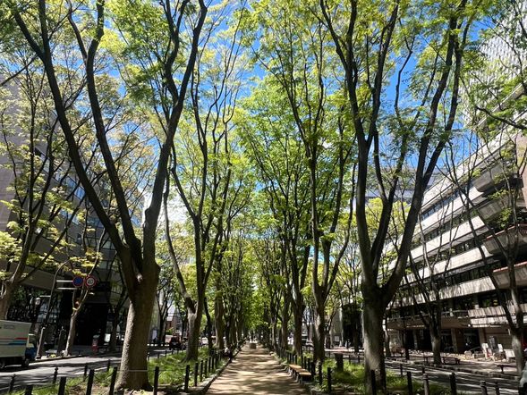 We finish the tour on the beautiful streets of Sendai.