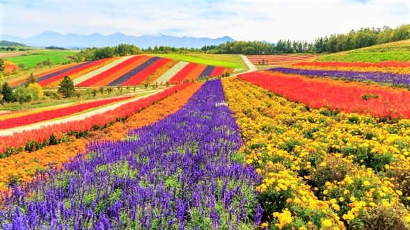 Shikisai-no-oka (Flower Park /Free activities 50 mins)
