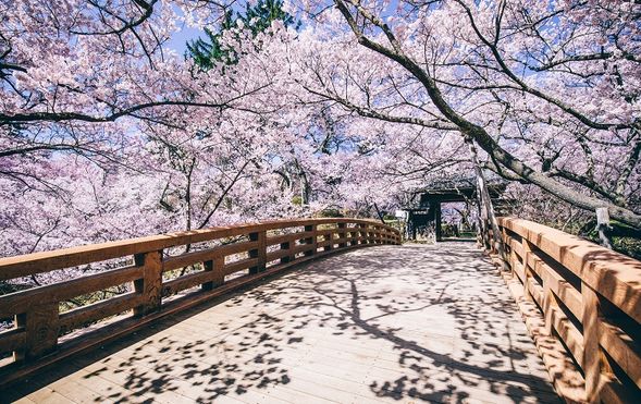 Takato Castle Ruins Park
(Free exploration / approx. 100 min)
â
Admire Japan's Three Great Cherry Blossom Spots: The Nation's Premier Takato Kohigan Cherry BlossomâȘ